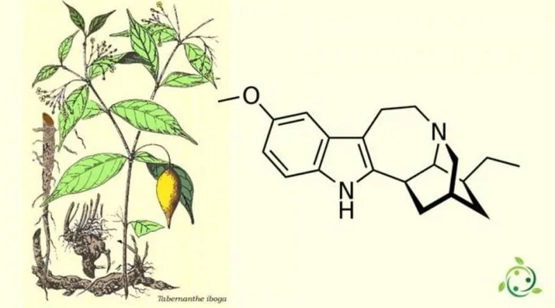 ibogaine for cocaine addiction