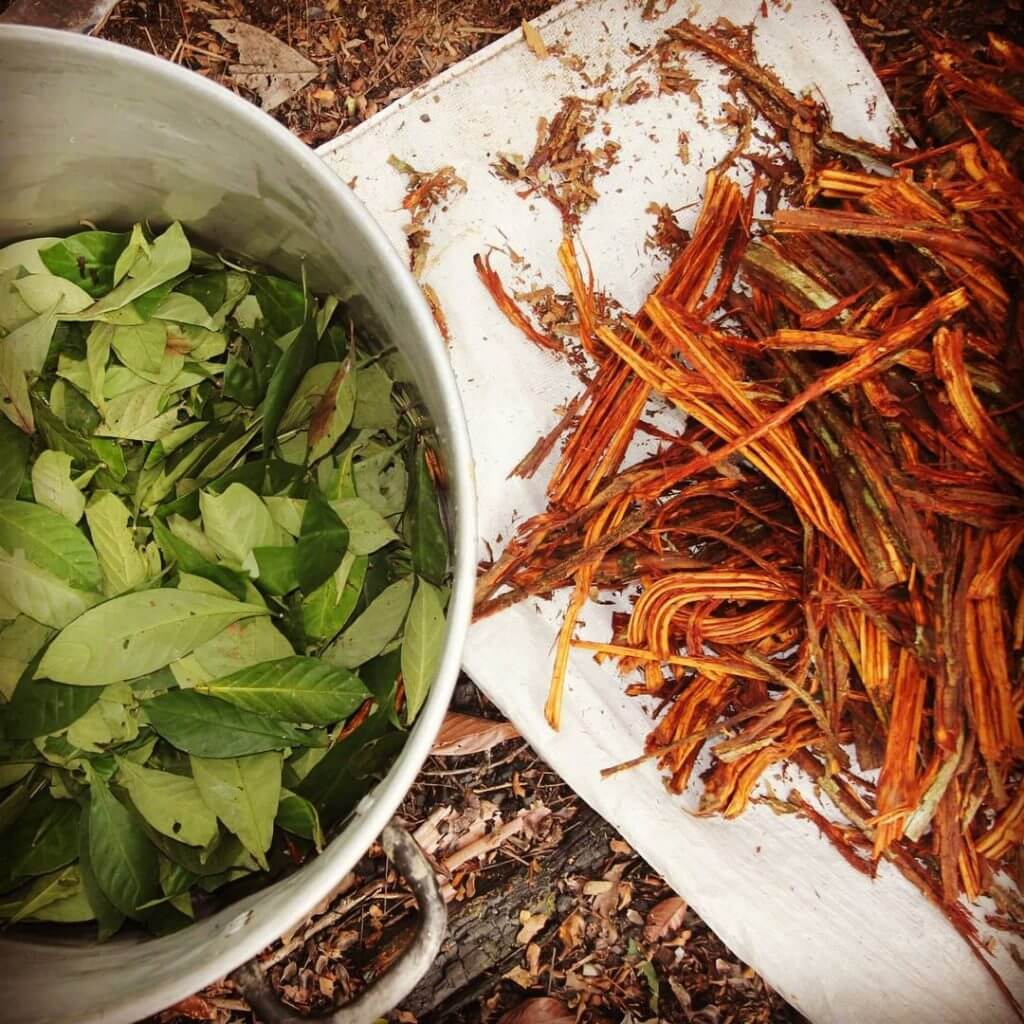AYAHUASCA VS. IBOGA EXPERIENCE