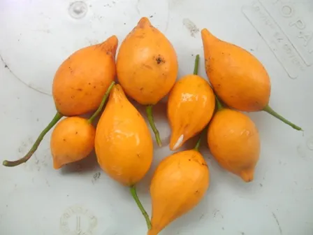 Iboga seeds for sale online