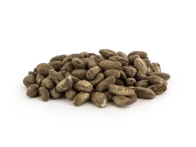voacanga africana for sale